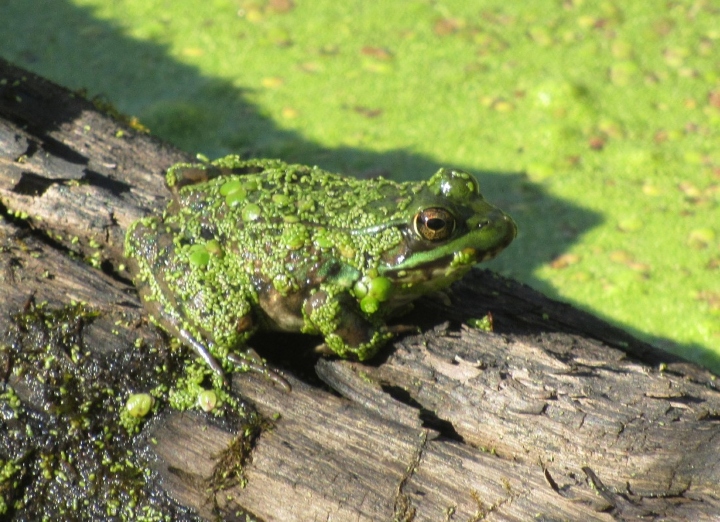 Green Frog